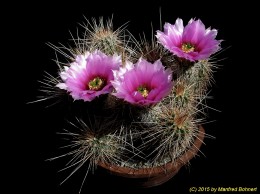 Echinocereus engelmannii 1466